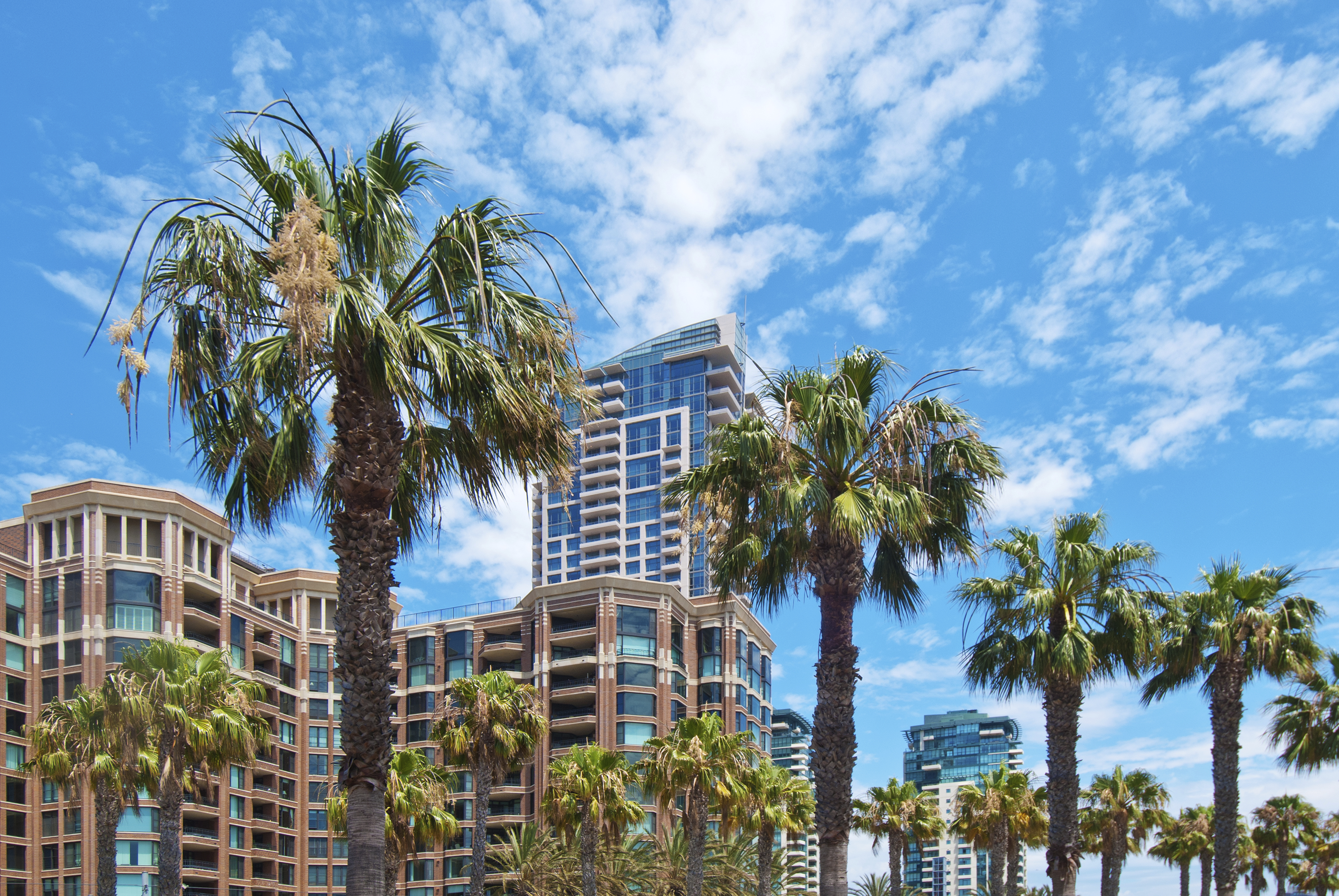 california_palm_trees_and_buildings_in_background