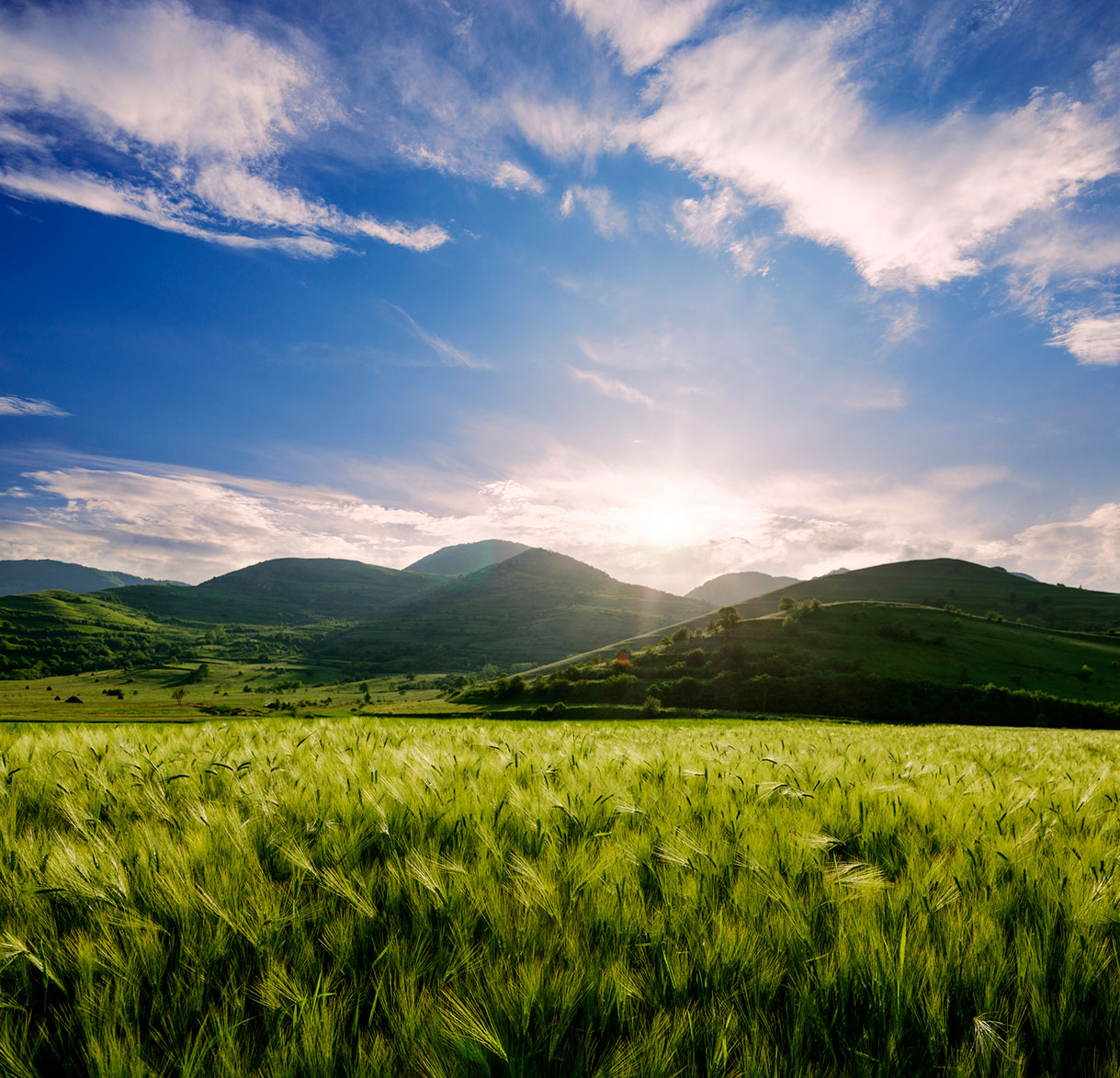 Barley-field-and-hills-in-the-sunset