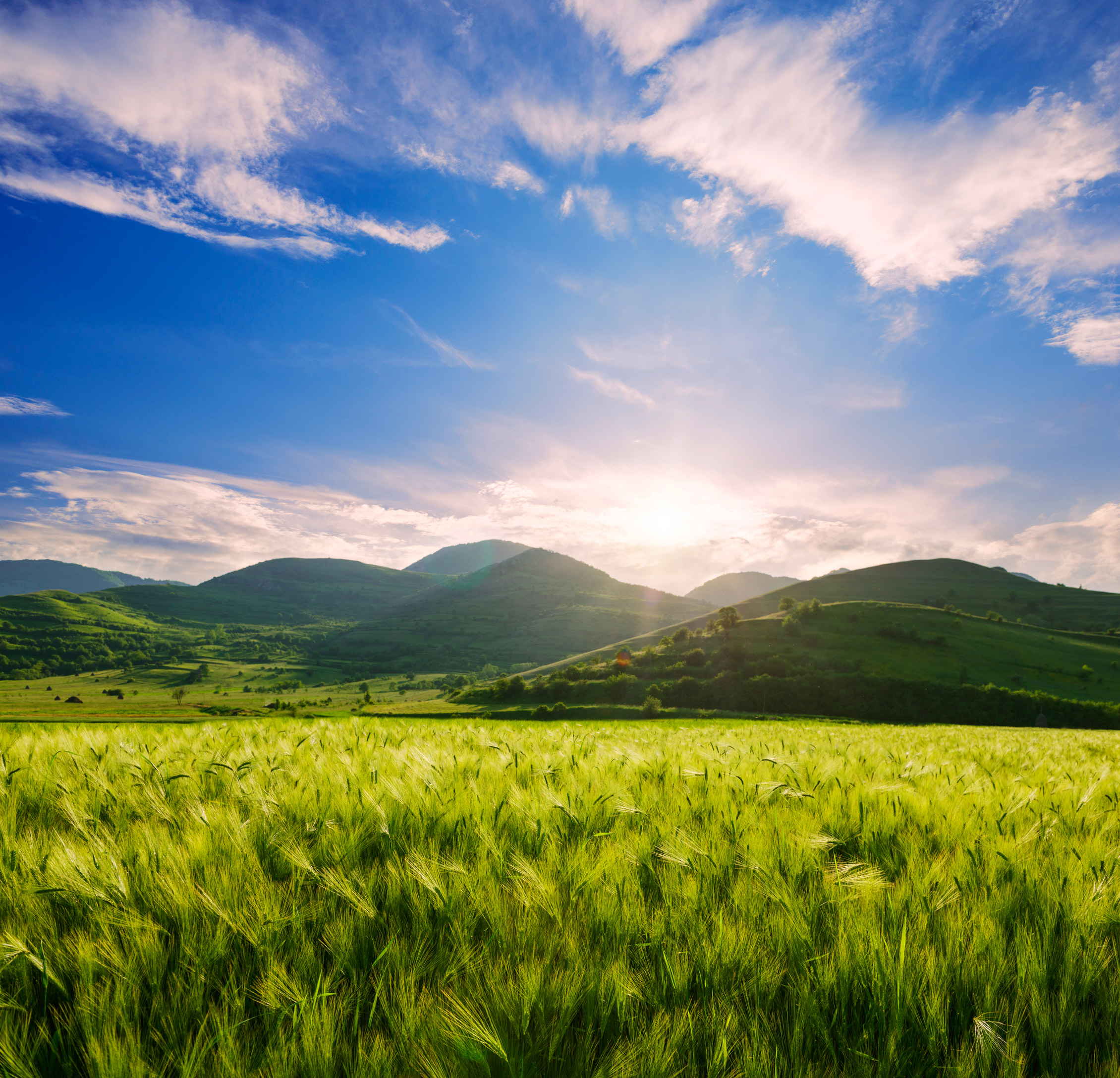 Barley-field-and-hills-in-the-sunset